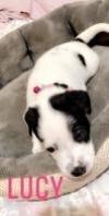 Lucy