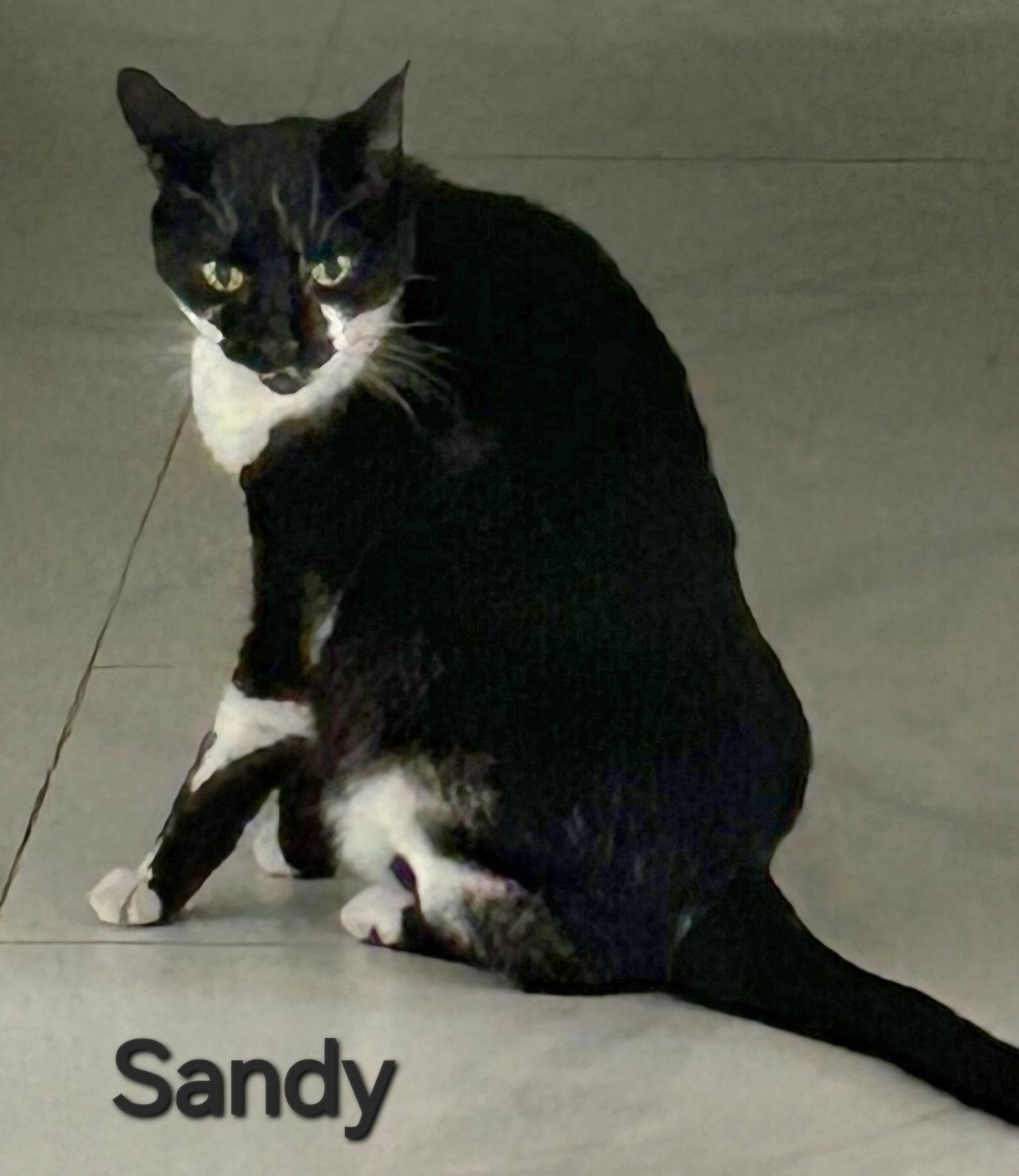 Sandy