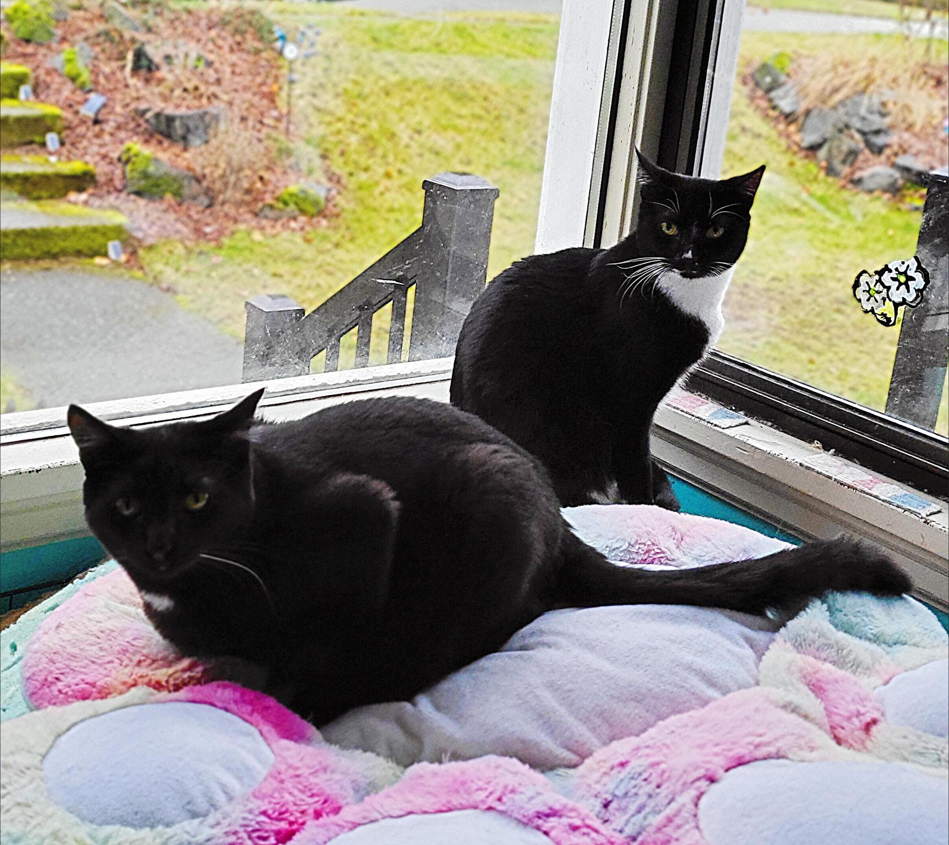 Lyra And Cosmos photo 1