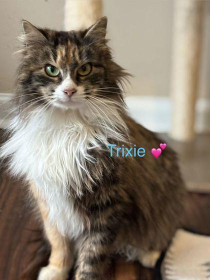 Trixie