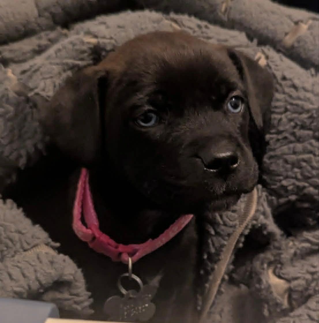 Guinness Beer Litter