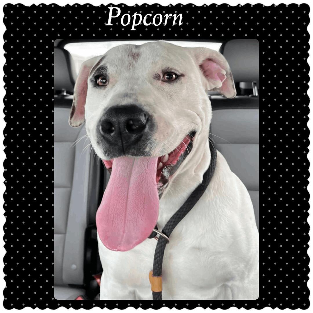 An adult medium-sized male White / Cream Pit Bull Terrier dog named Popcorn for adoption in Canyon, TX