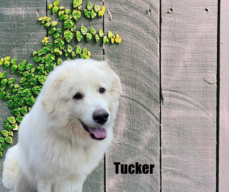 Tucker
