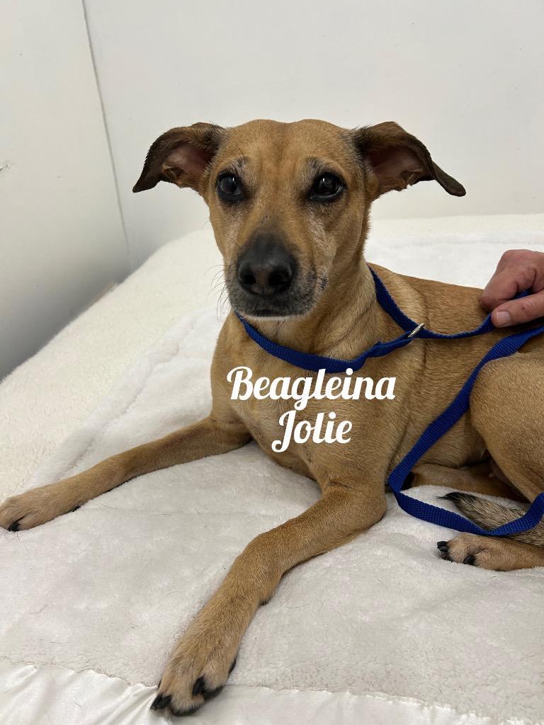 Beagleina Jolie