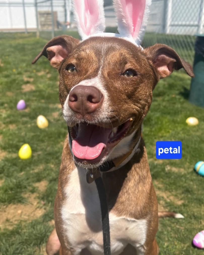 Petal