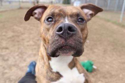 Little Vanilla Meadow