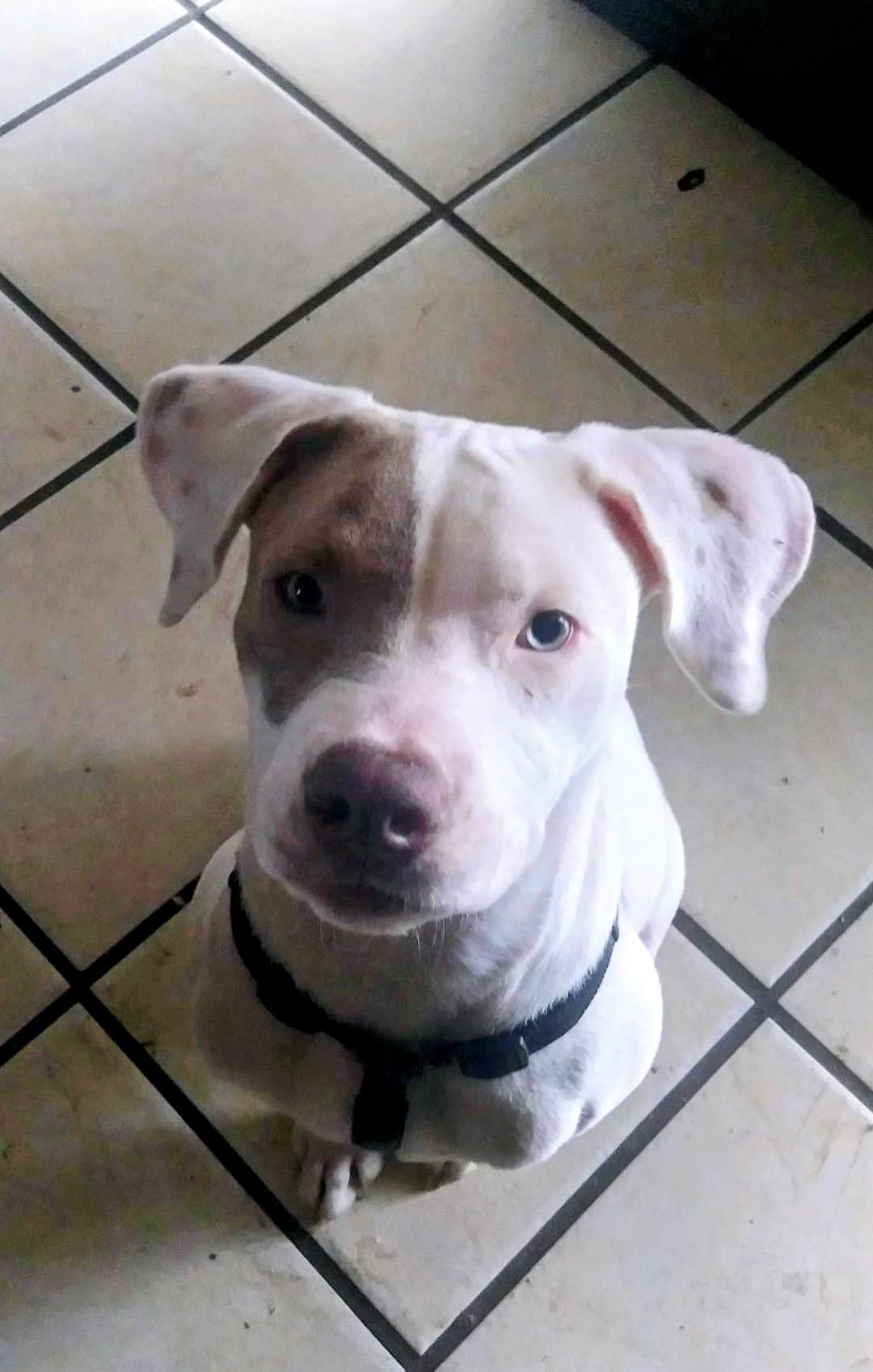 Odencat & Dog Friendly