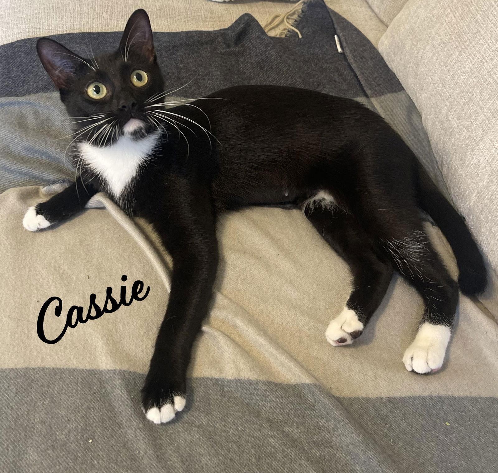 Cassie Ittakesavillagemomma