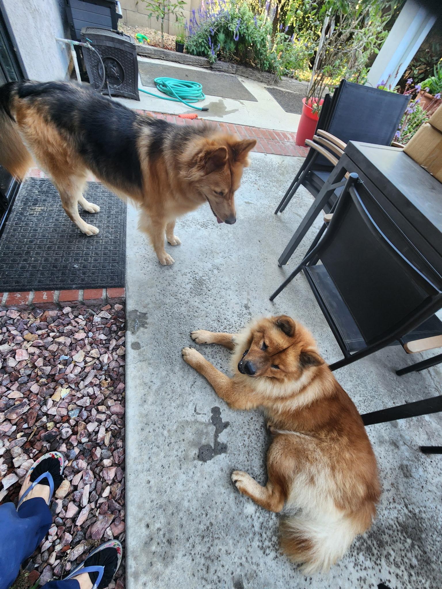 Mr. Maxwell The Magnificent