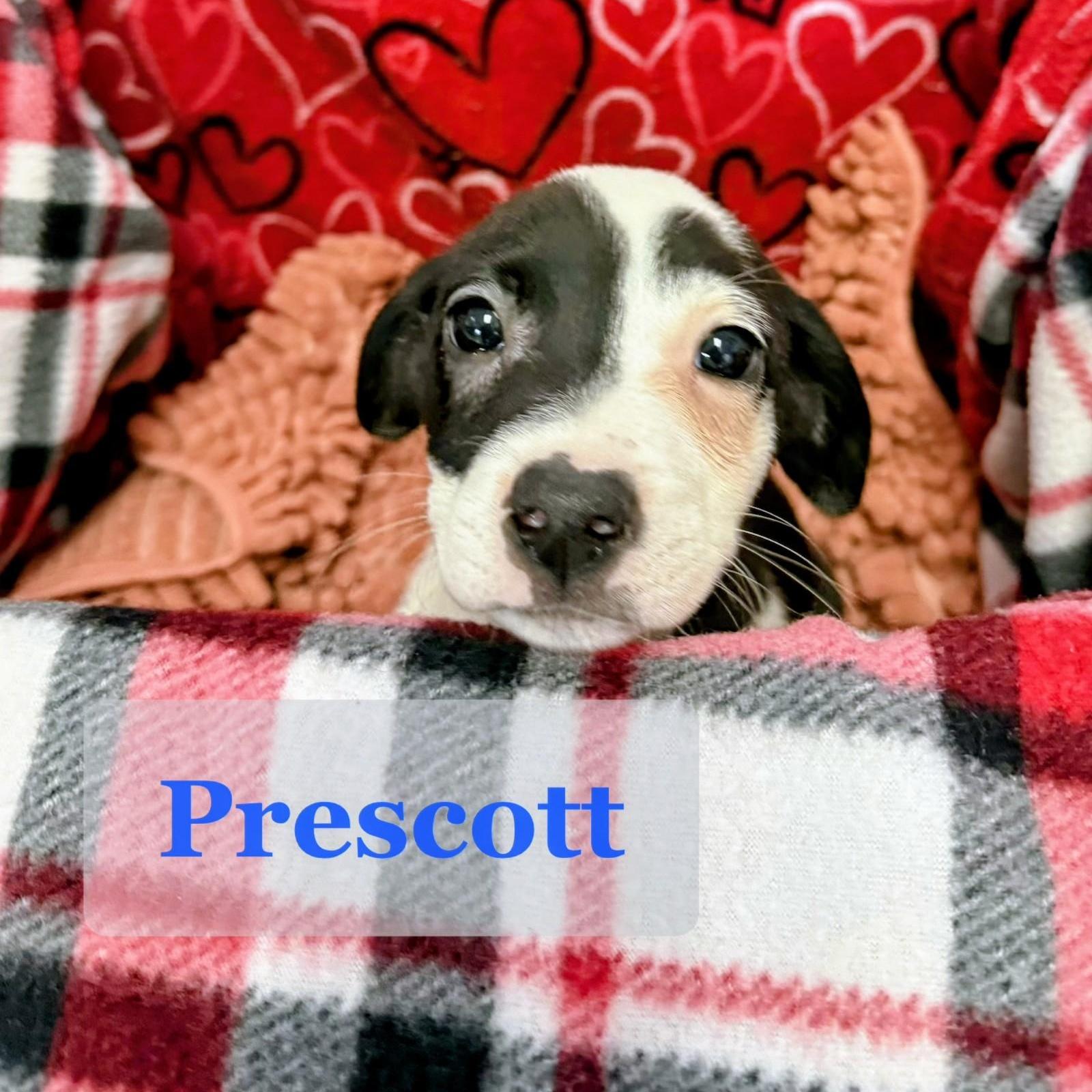Prescott