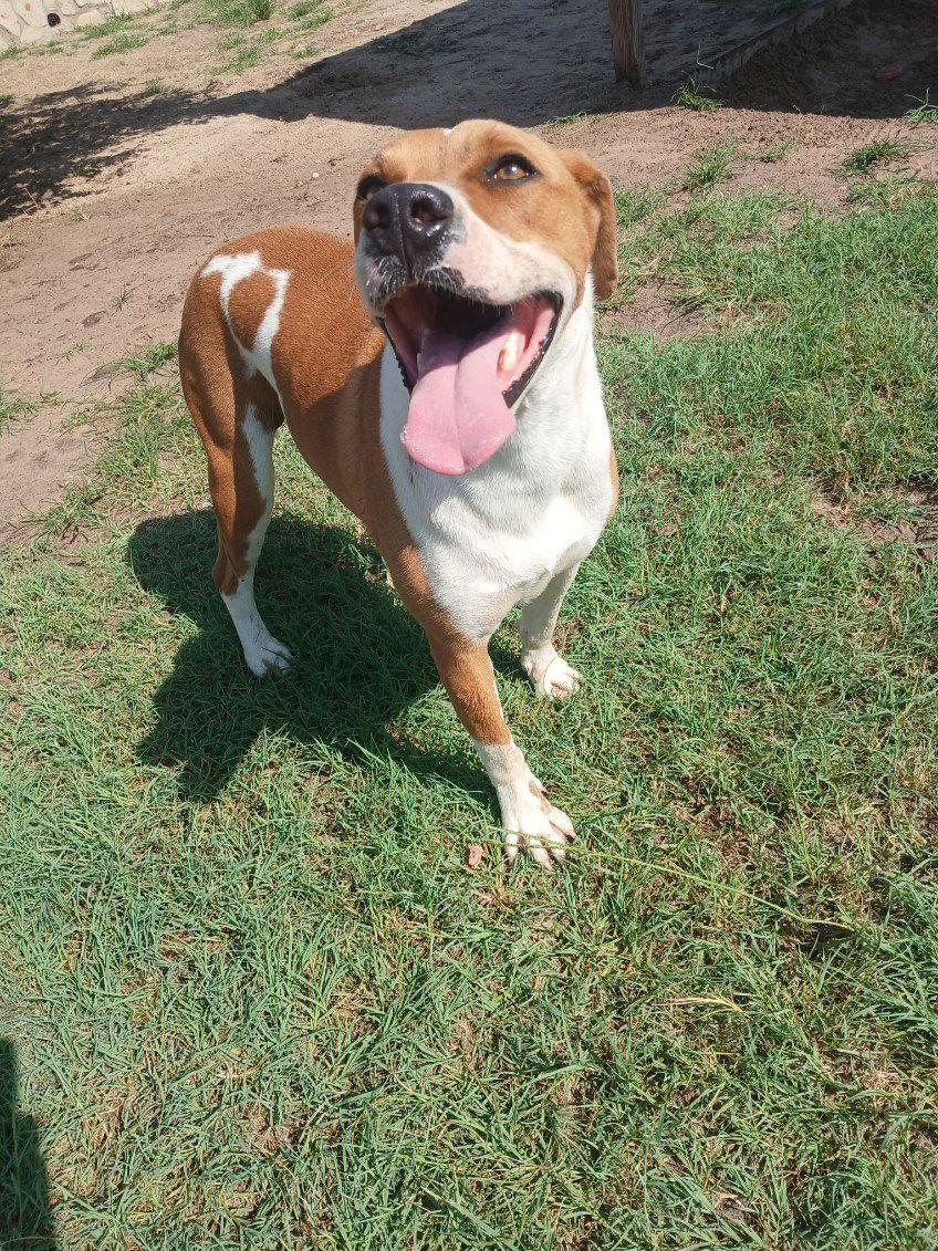 Scooby