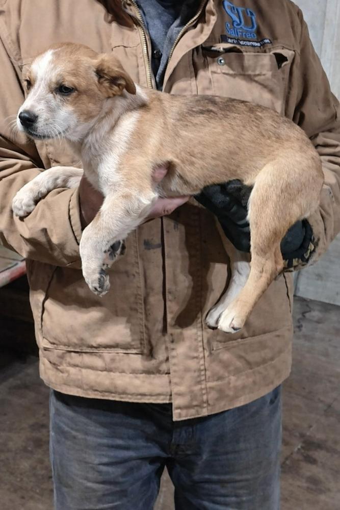 Southern Country Crew