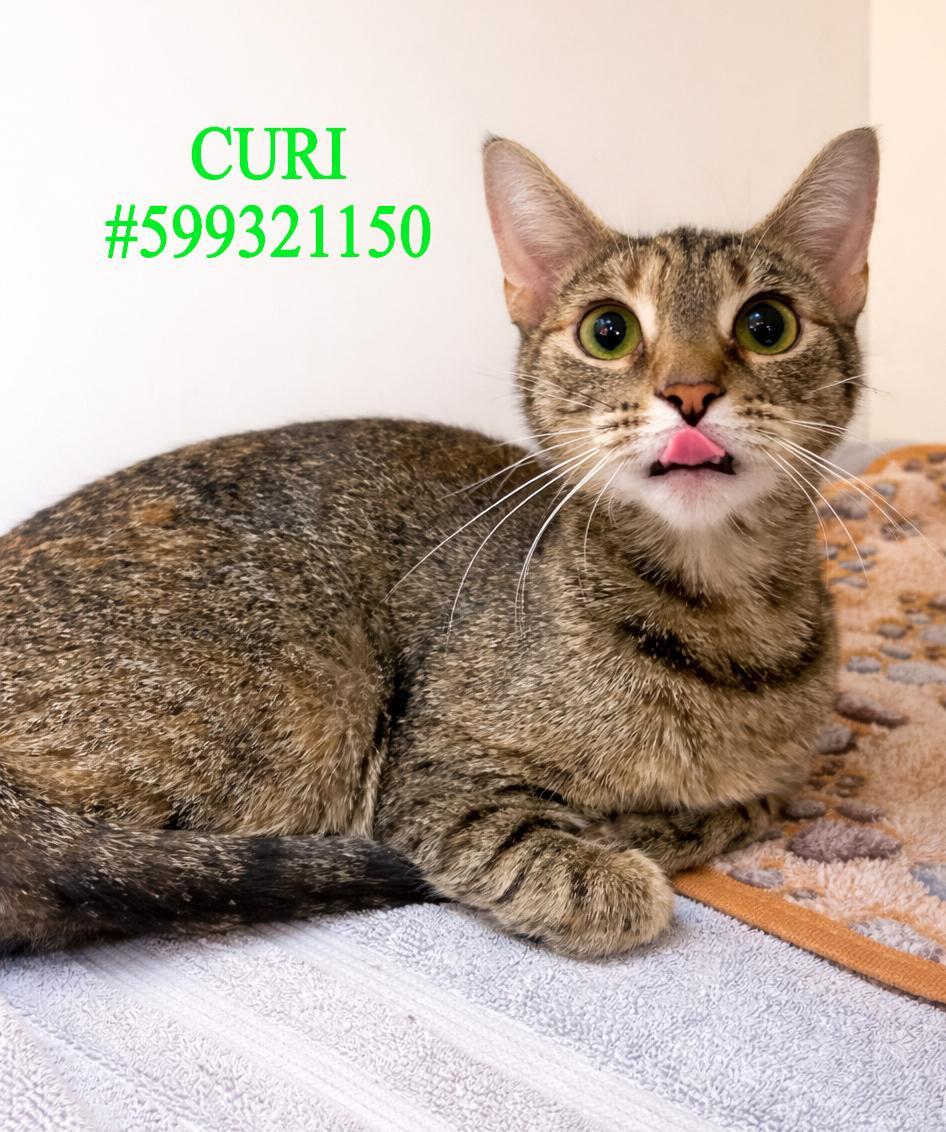 Curi