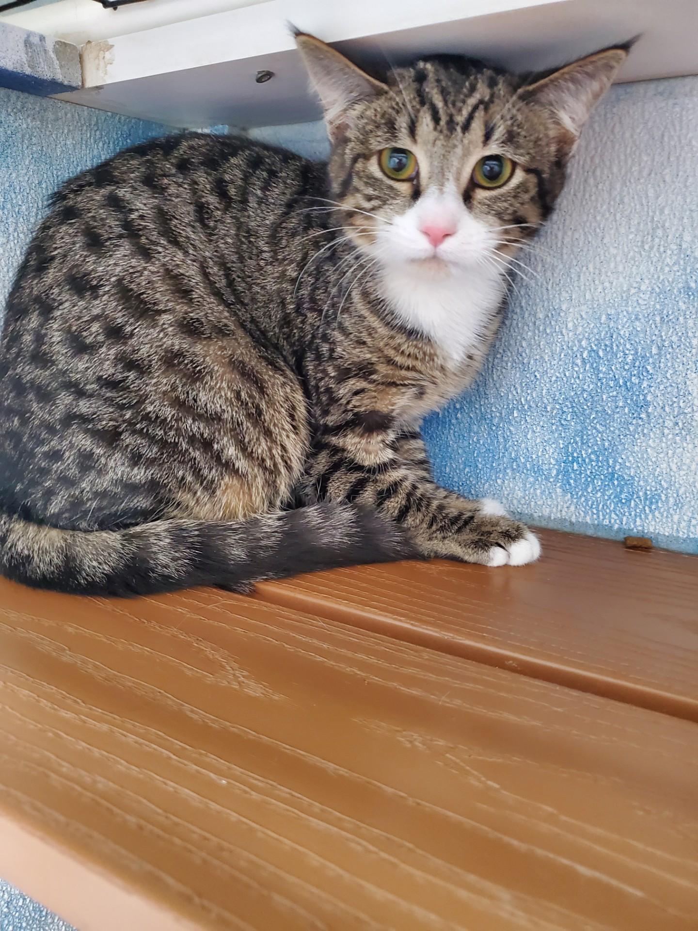 Strawberry Shortcake