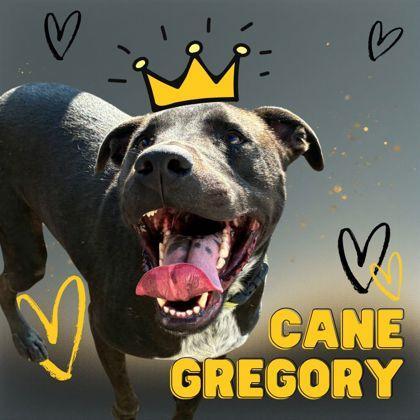 Cane Gregory