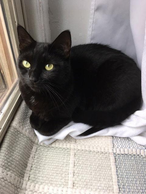 Lasagna Willow Grove Areac