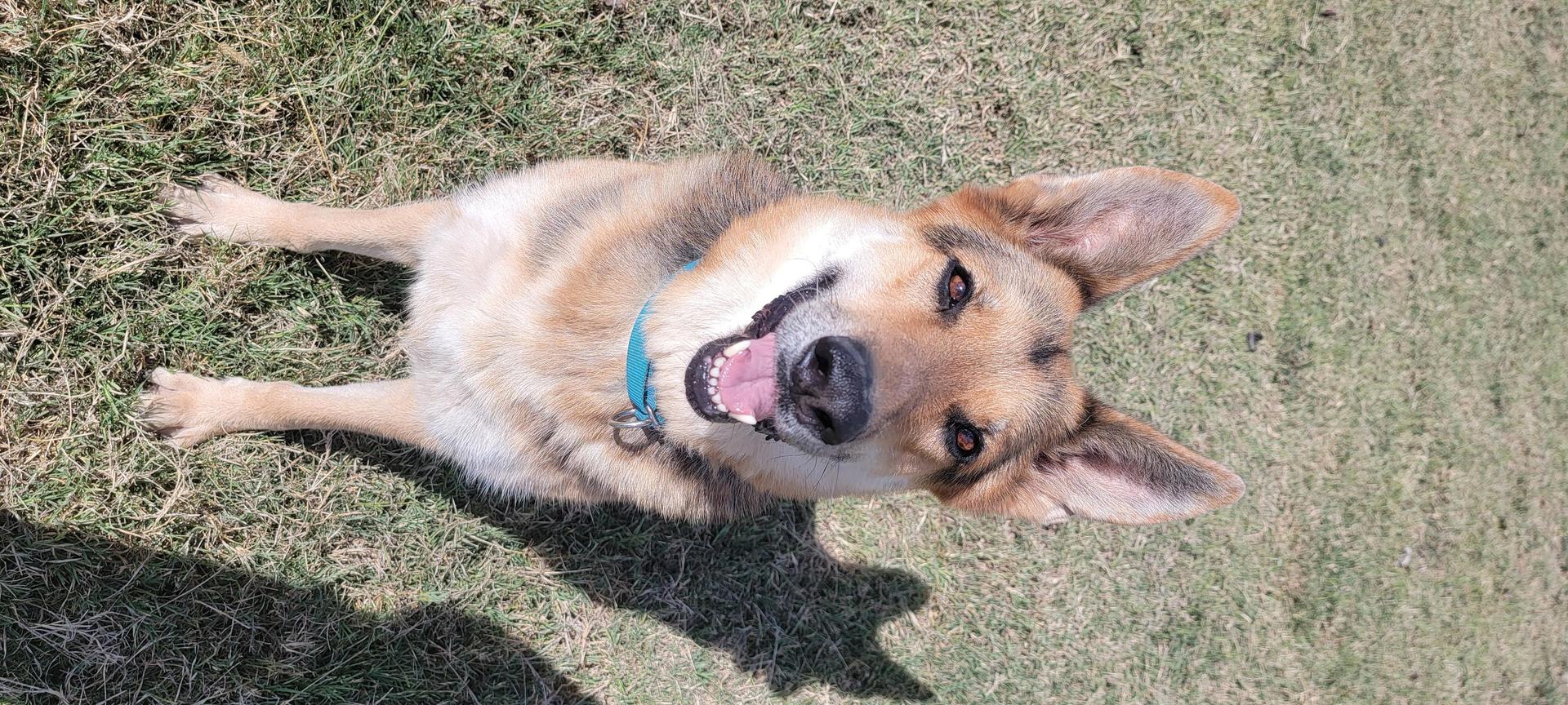 An adult large-sized female Tricolor (Brown, Black, & White) German Shepherd Dog dog named Fiona for adoption in Point, TX