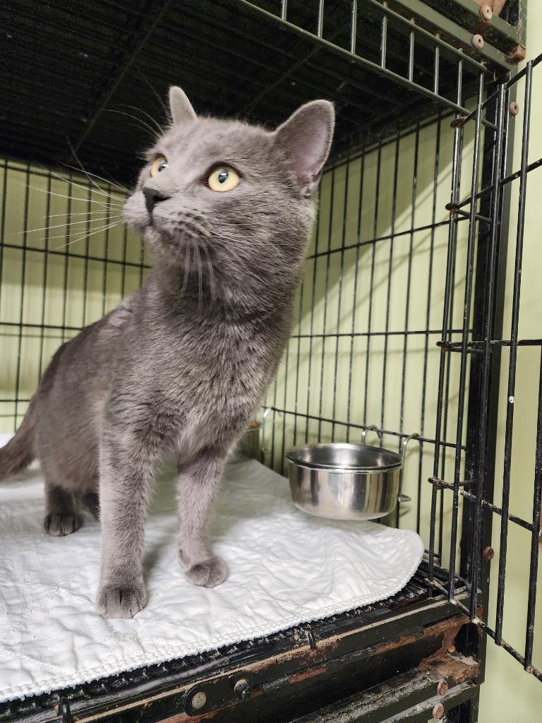 Ziggy Stardust photo 1