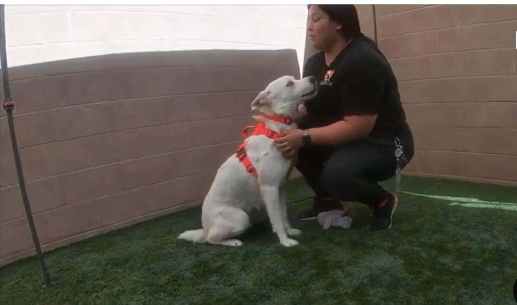 Simon The Cool Husky