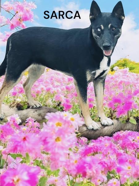 A young medium-sized female German Shepherd Dog dog named Sarca for adoption in Allen, TX