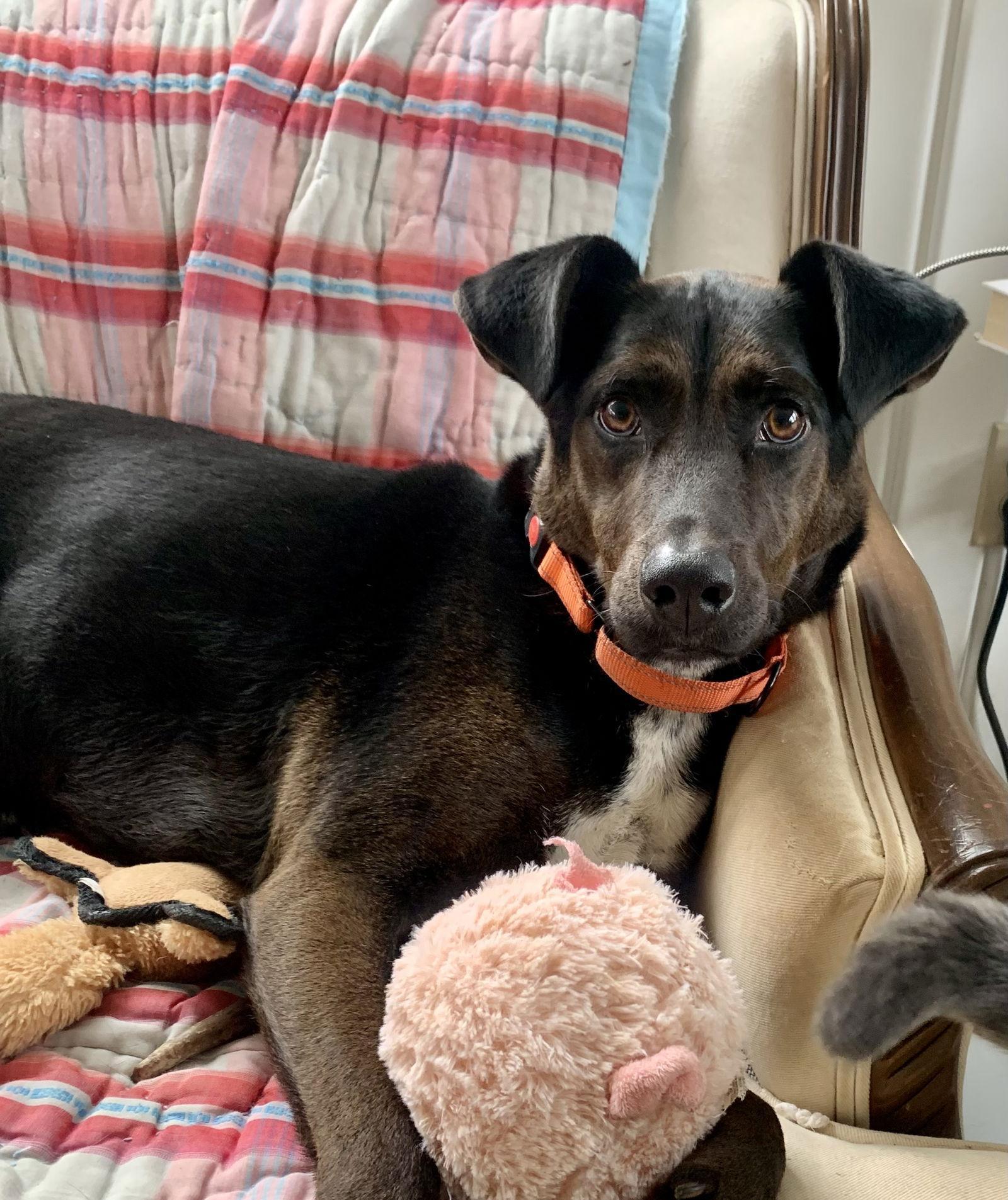 A young medium-sized male Labrador Retriever dog named Luca for adoption in Rustburg, VA