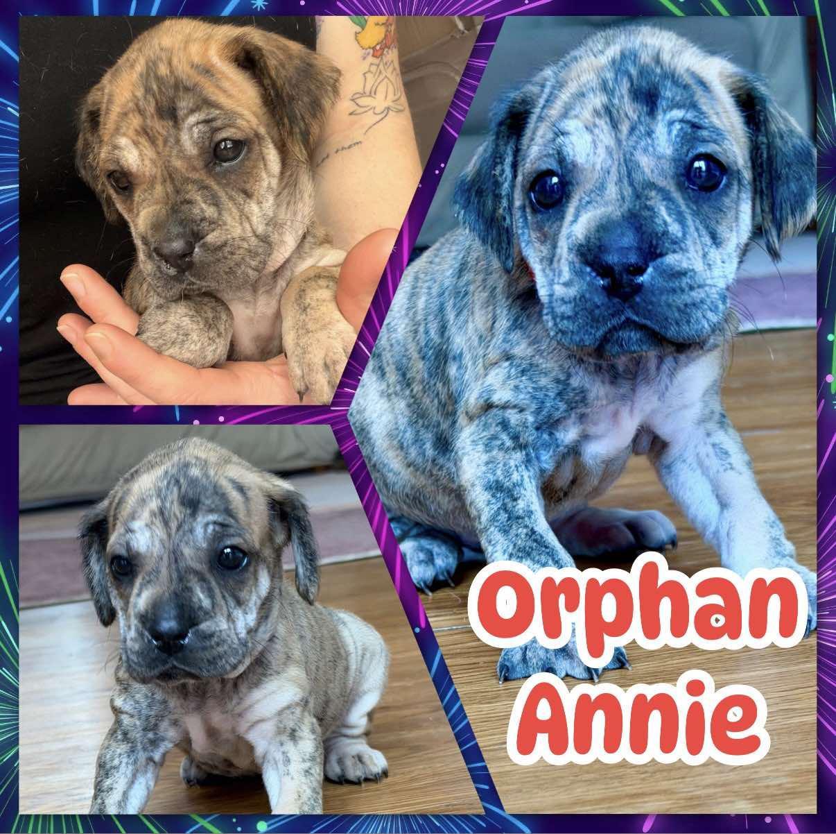 Orphan Annie