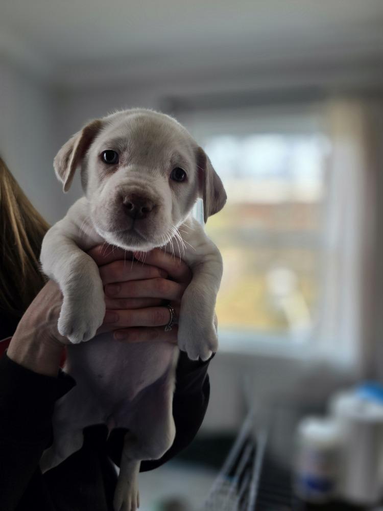 Ladybirds : Princess