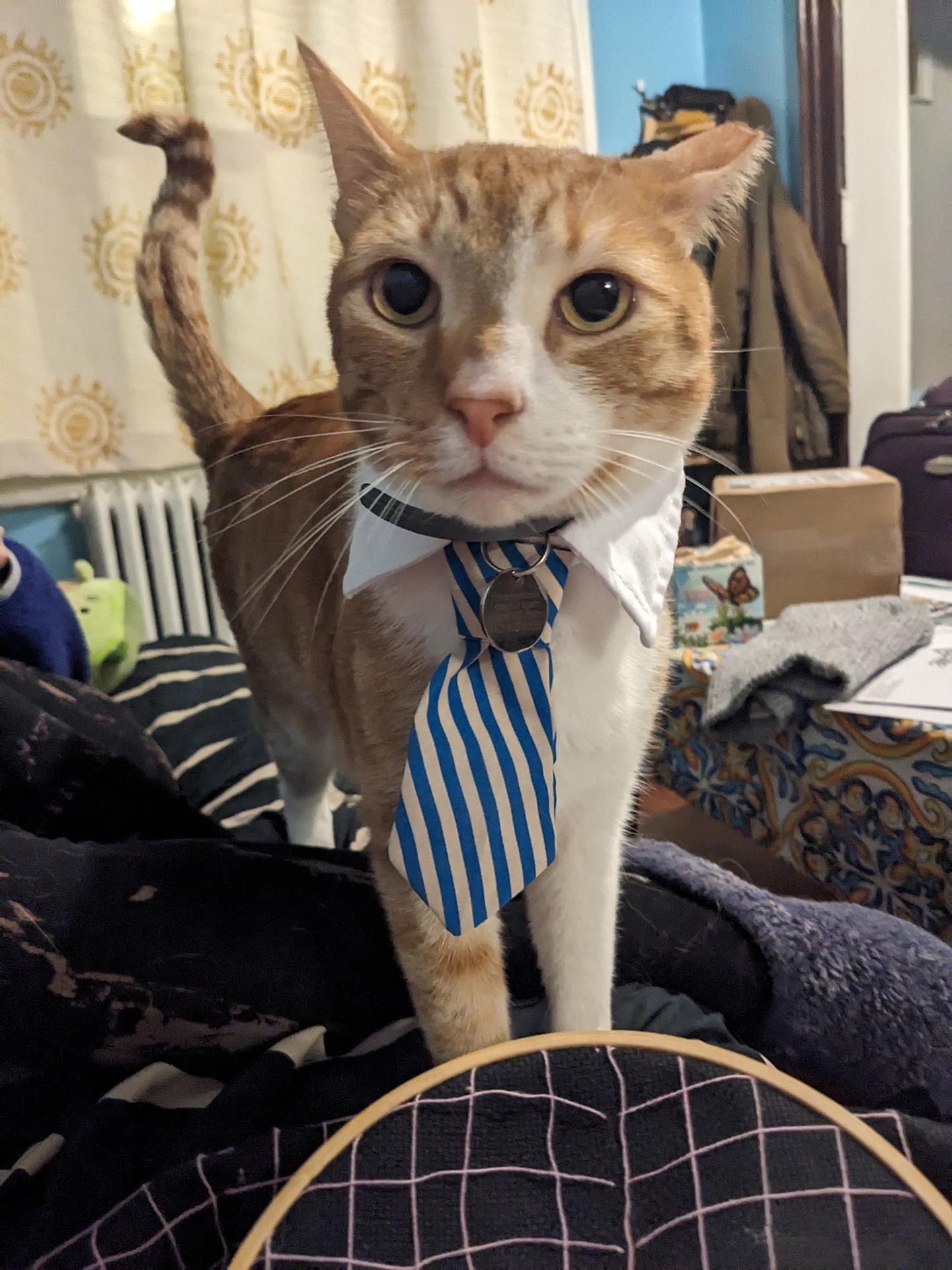 Ollivander Booger Bean