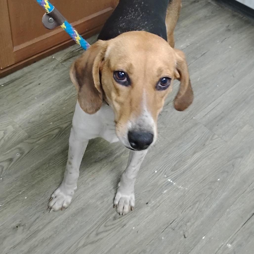 An adult medium-sized female Brown / Chocolate Hound dog named Charlotte for adoption in Summerville, SC