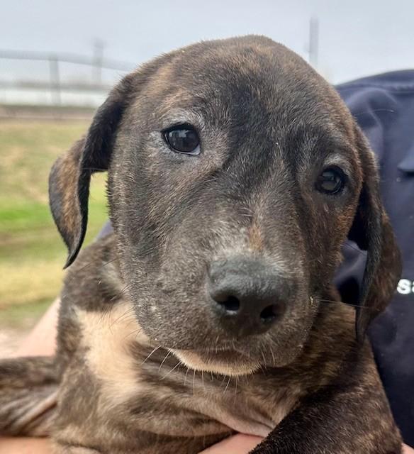 A baby medium-sized male American Staffordshire Terrier dog named Pickles On Hold for adoption in Edna, TX