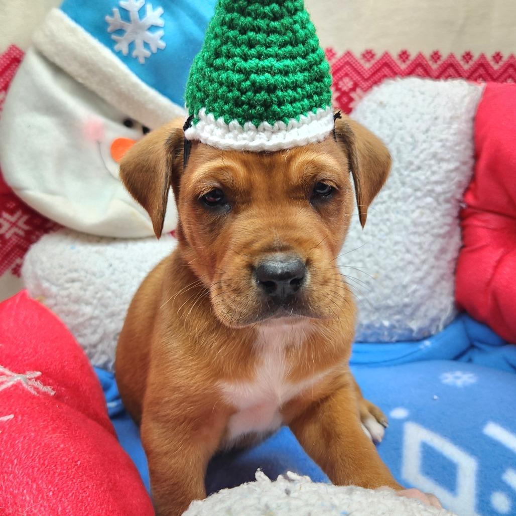 A baby medium-sized male Brown / Chocolate Mixed Breed dog named Minnie Claws for adoption in Alexandria, VA