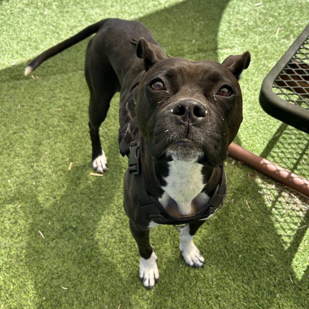 Security Sweet Boxer