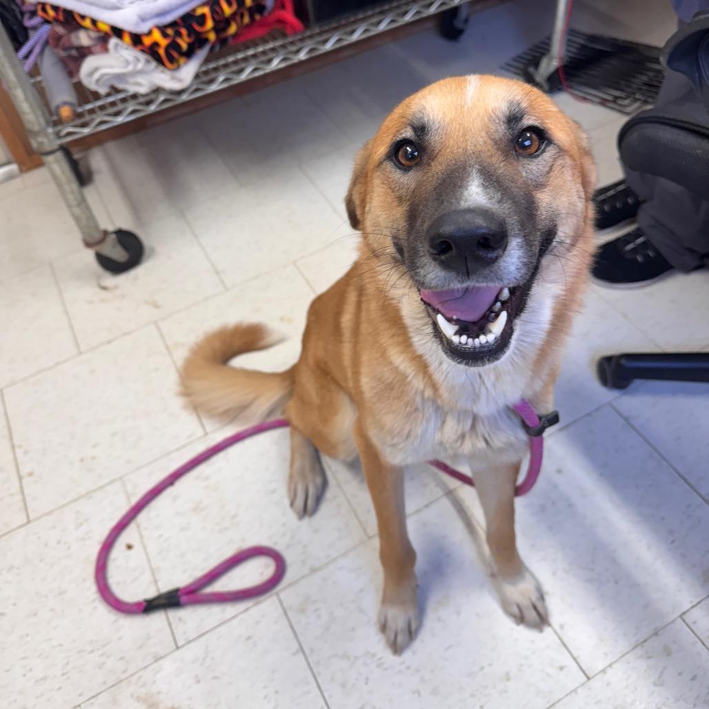 An adult medium-sized female Yellow / Tan / Blond / Fawn Mixed Breed dog named Hersbury for adoption in Columbiana, AL