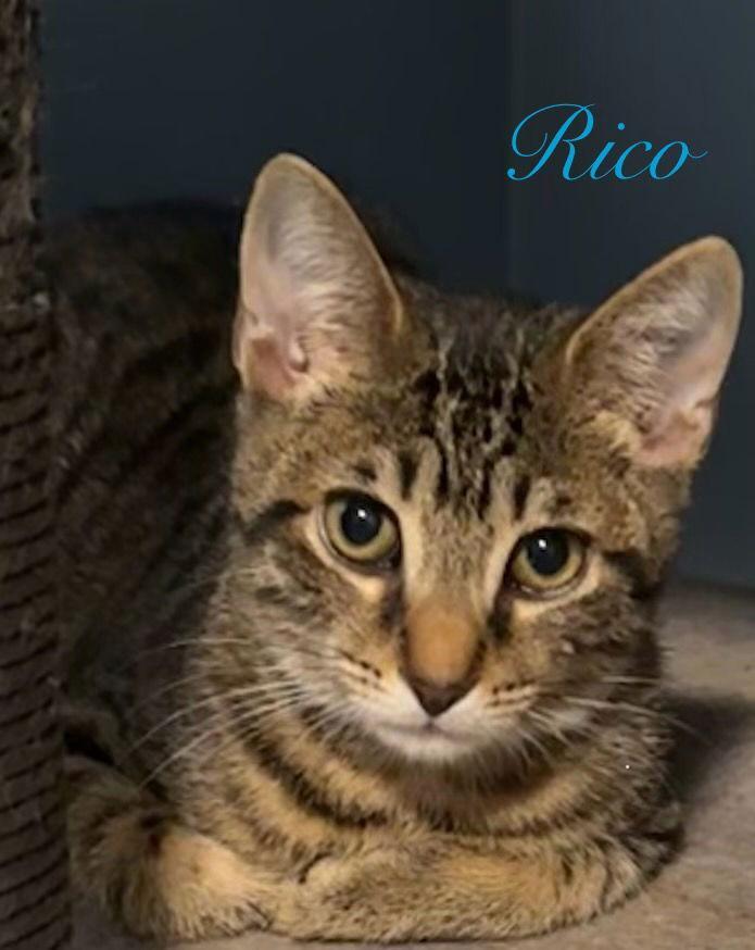Rico