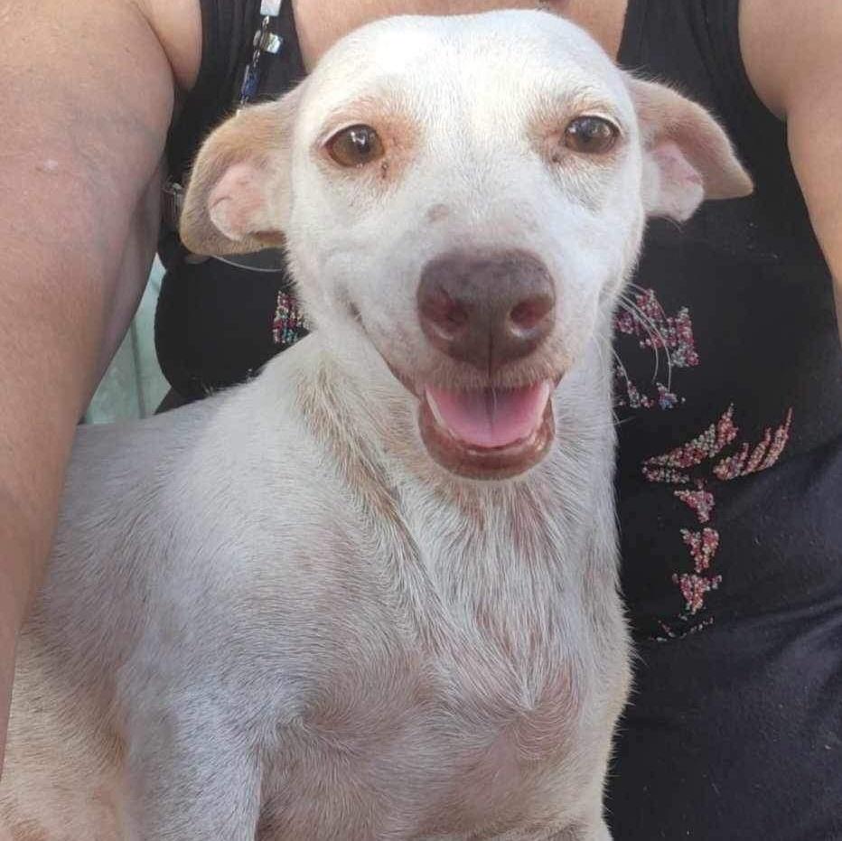 A young small-sized female White / Cream Chihuahua dog named Dixie Doo Pc for adoption in Goliad, TX
