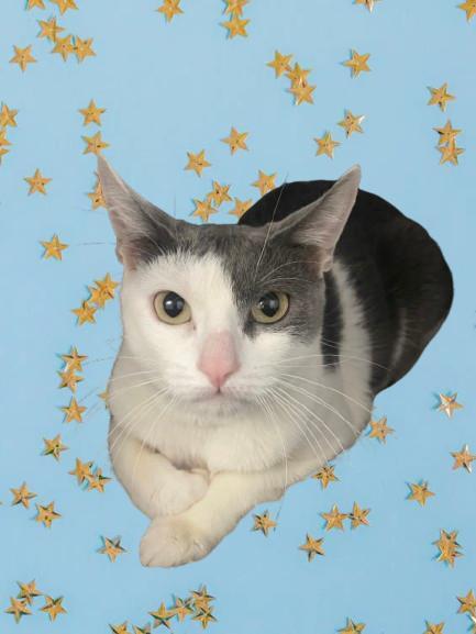 A young medium-sized female Gray & White Domestic Short Hair cat named Holly for adoption in Fairfax, VA