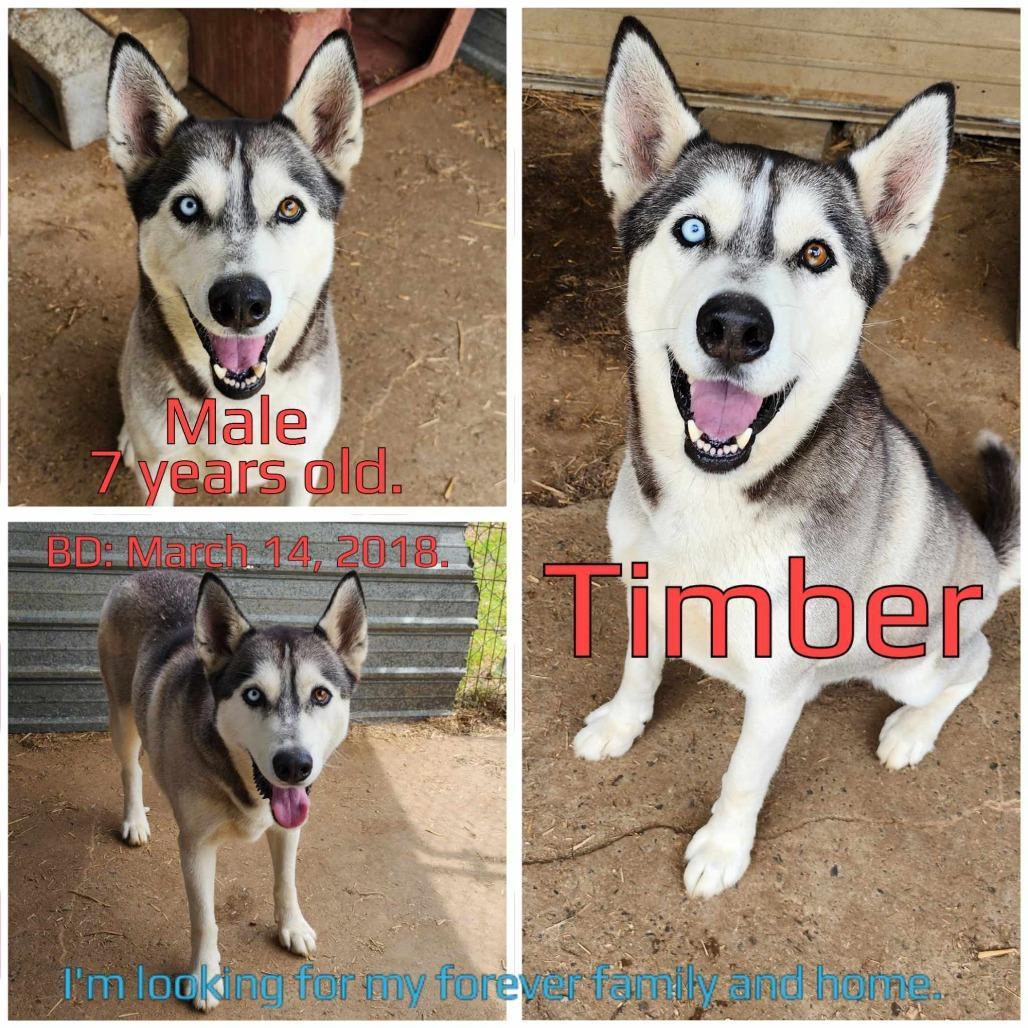 Timber