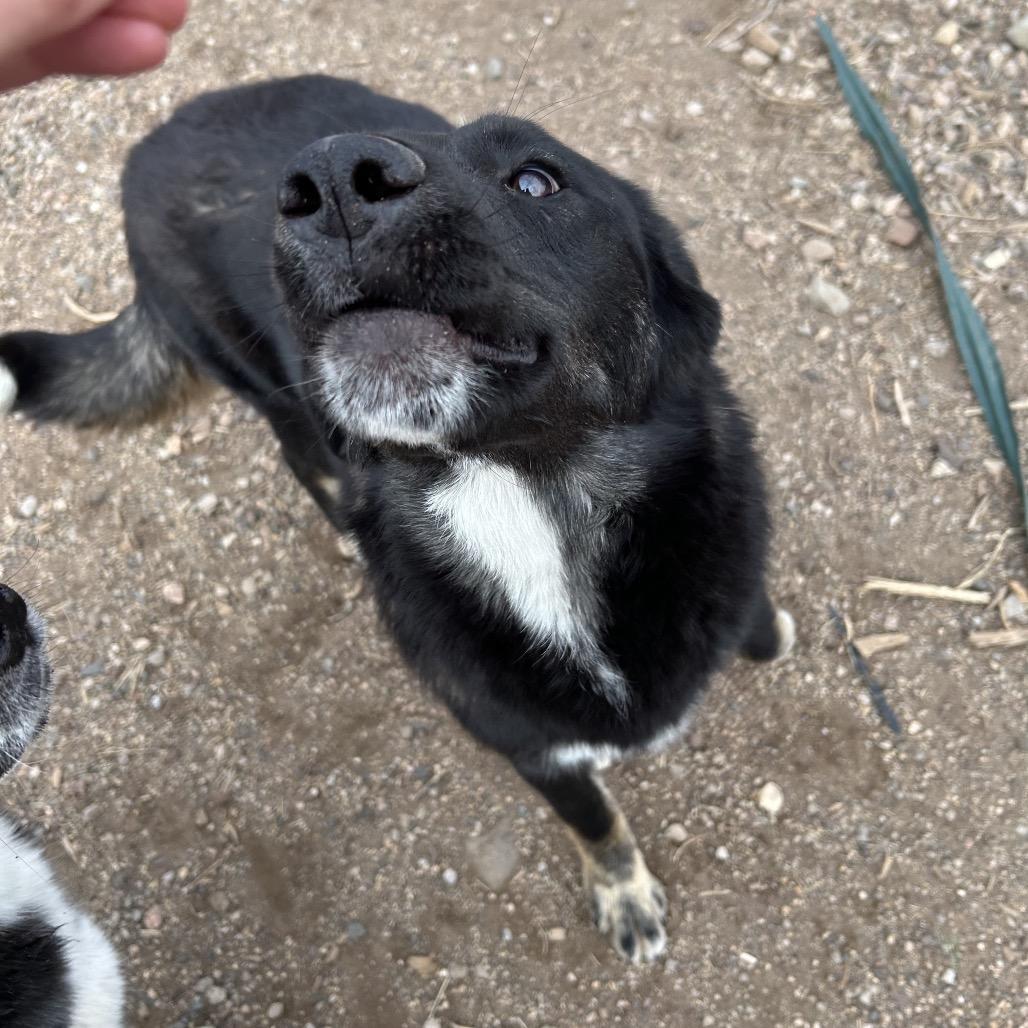 A young medium-sized female Black Siberian Husky dog named Jade for adoption in Flagstaff, AZ