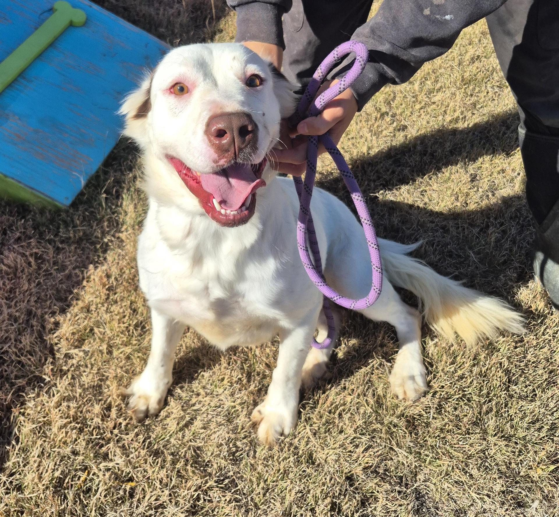 An adult medium-sized female White / Cream Australian Shepherd dog named Leia for adoption in Canyon, TX