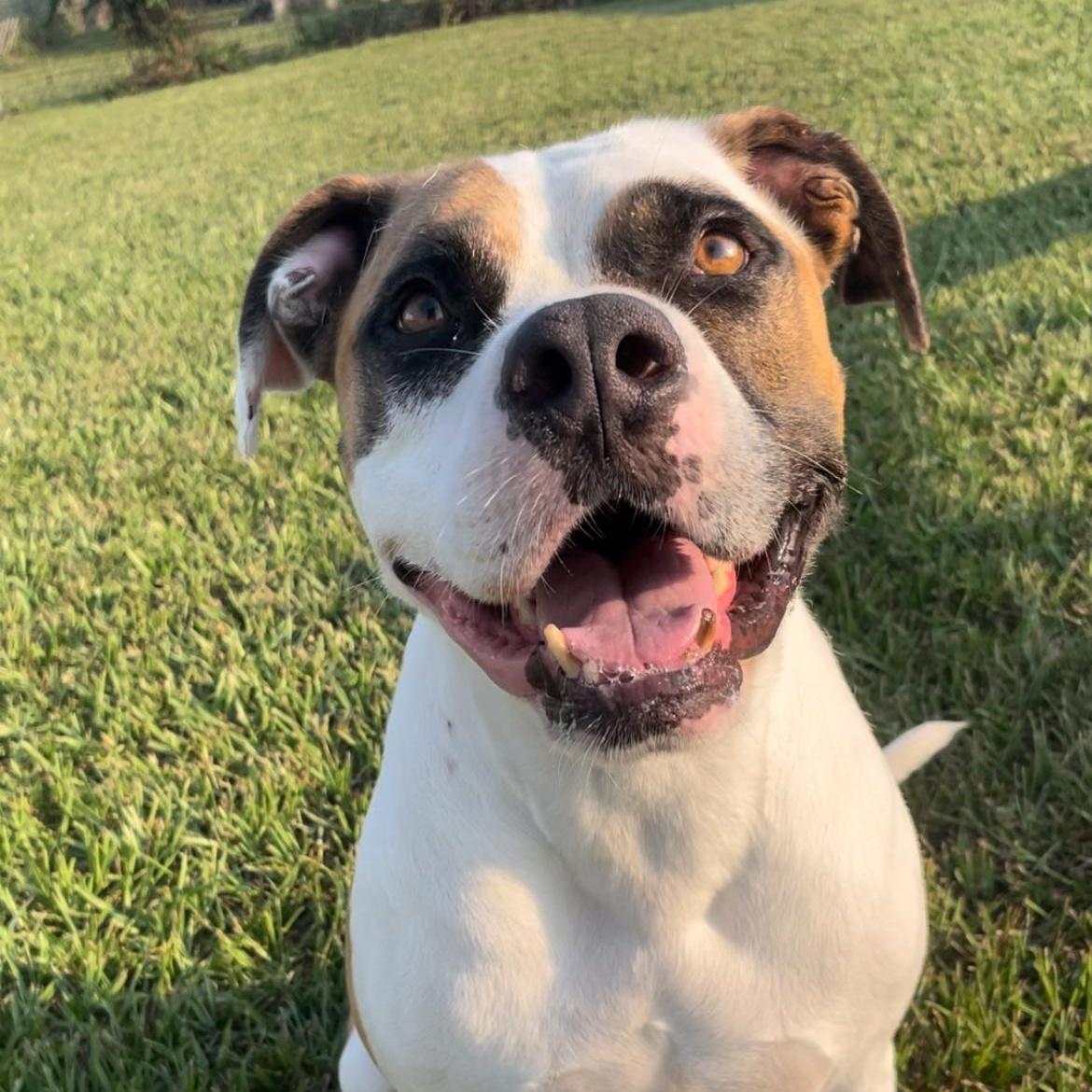 An adult large-sized male Tricolor (Brown, Black, & White) Boxer dog named Buddy Joe for adoption in Houston, TX