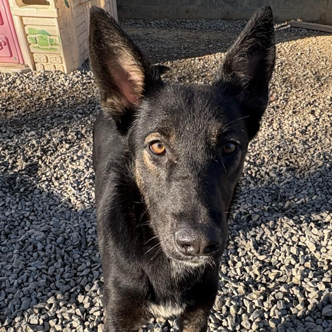 A young medium-sized female Tricolor (Brown, Black, & White) German Shepherd Dog dog named Shenzi for adoption in Chuckey, TN