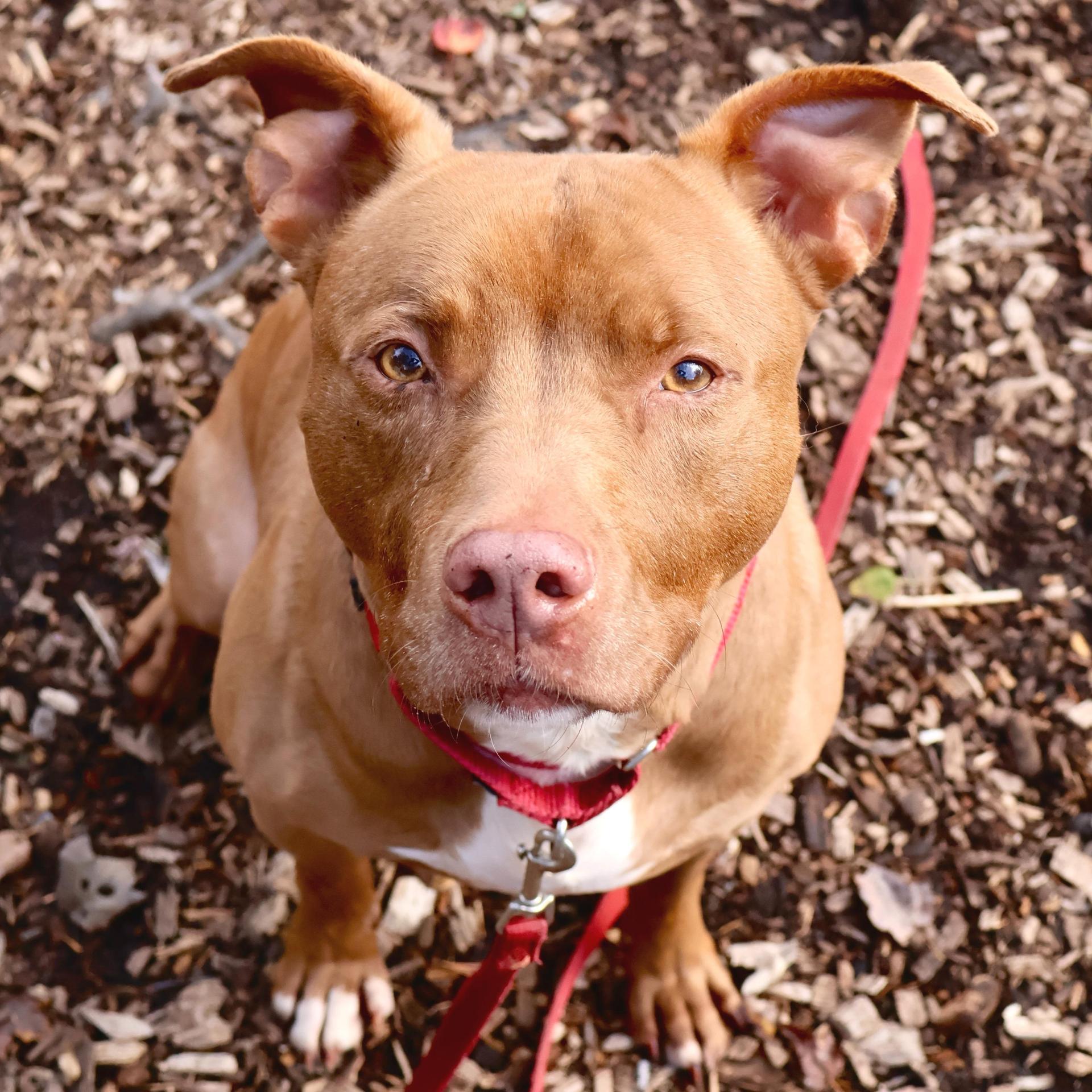A senior medium-sized male Pit Bull Terrier dog named Tyson for adoption in Briarcliff Manor, NY
