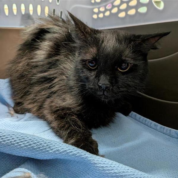 Working Cat Jung Kook photo 1