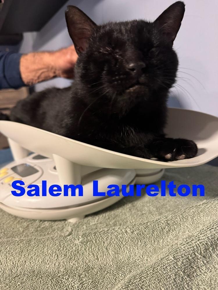 Salem Laurelton