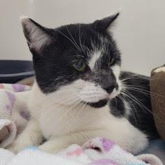 Murphygent Comes With Vet