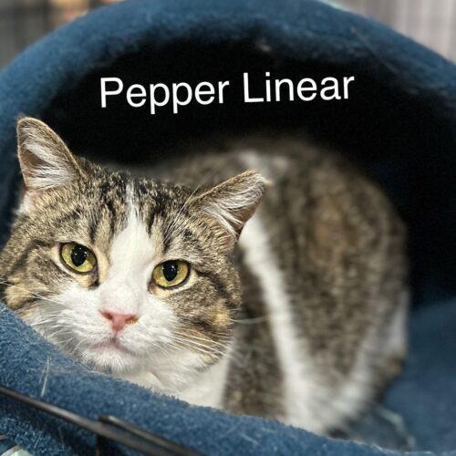 Pepper Linnear