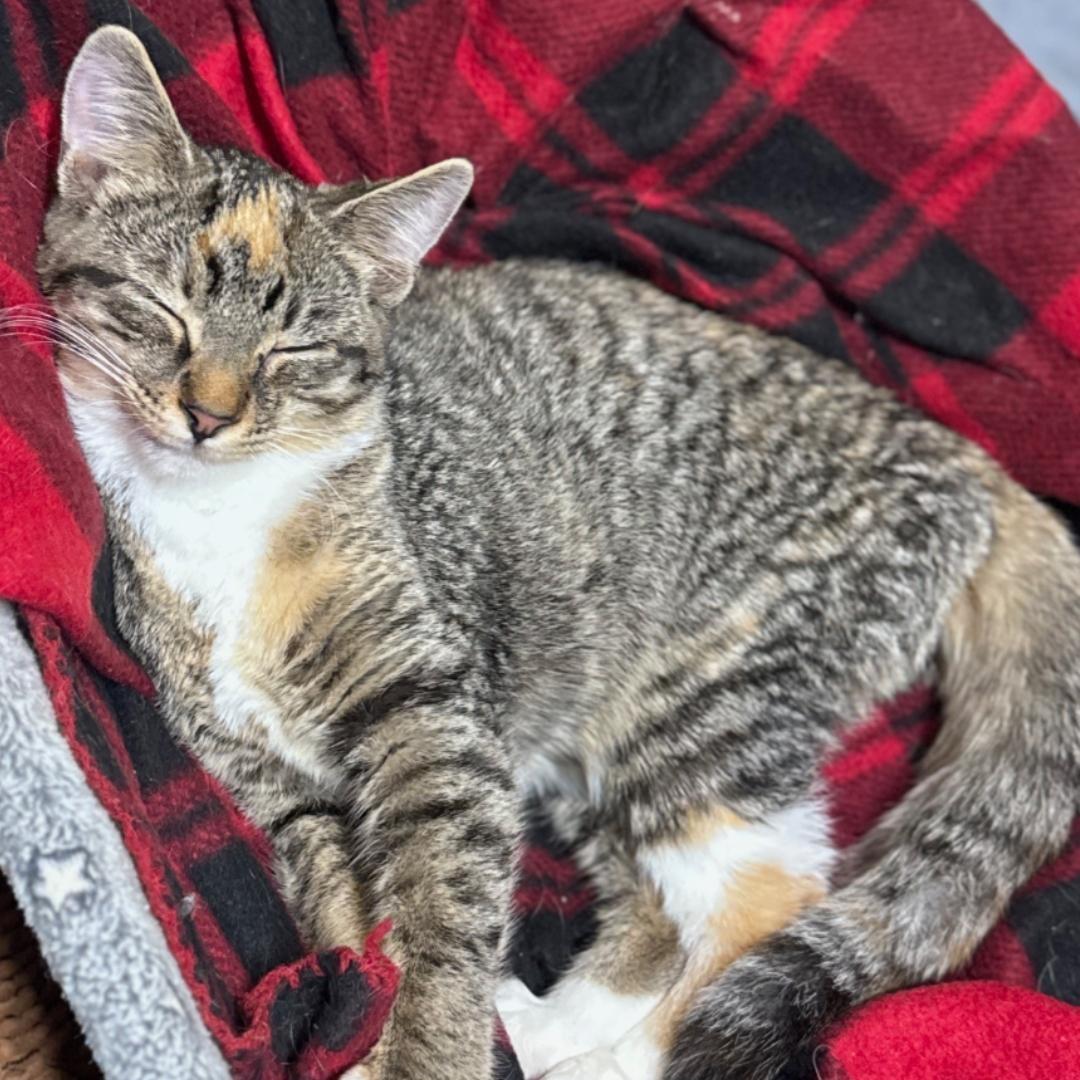 A young medium-sized female Tabby (Buff / Tan / Fawn) Domestic Short Hair cat named Dots for adoption in Chuckey, TN