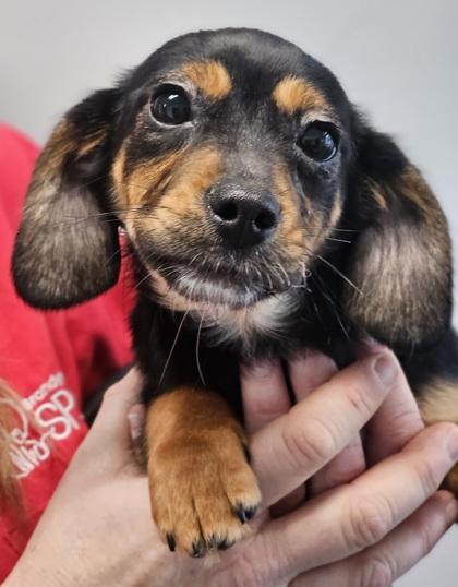 Wintry Fka Terrier Pup