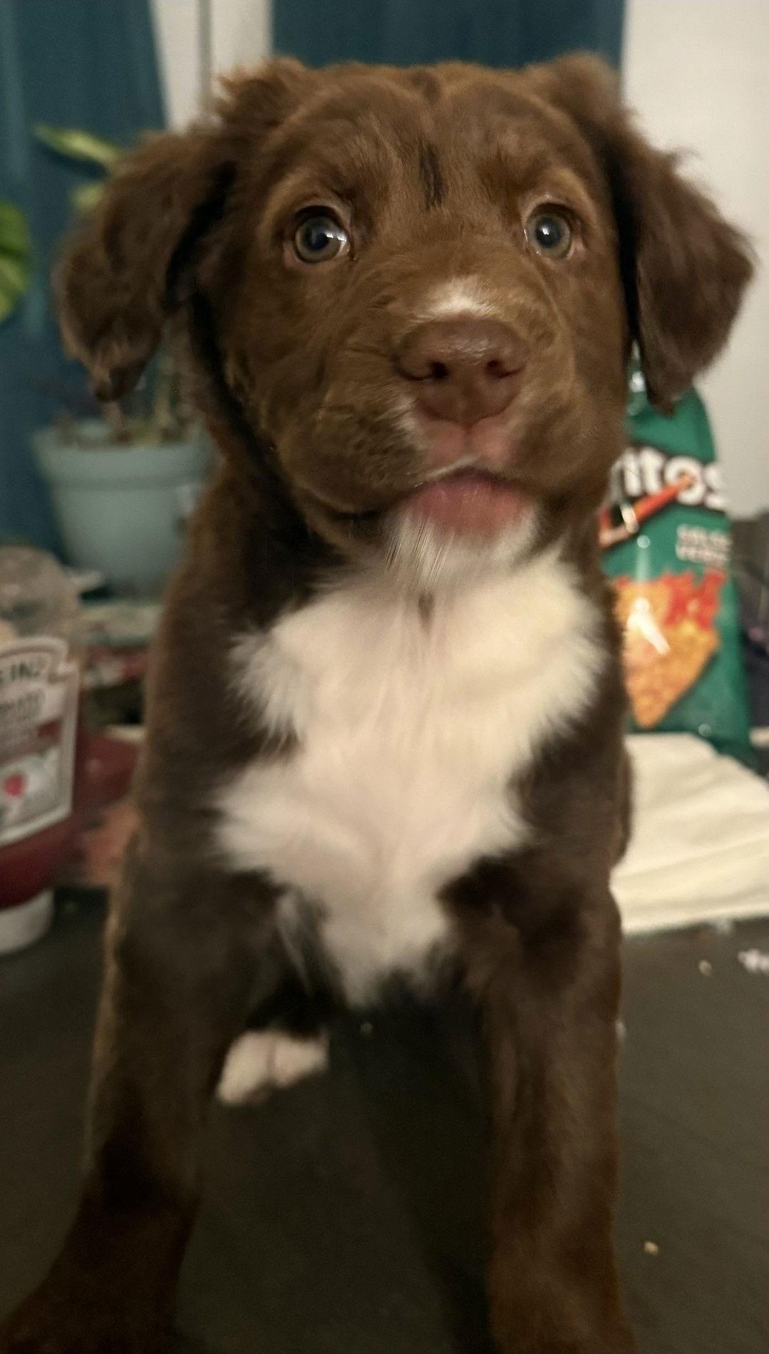 A baby medium-sized female Labrador Retriever dog named Brooklyn for adoption in Hillside, IL