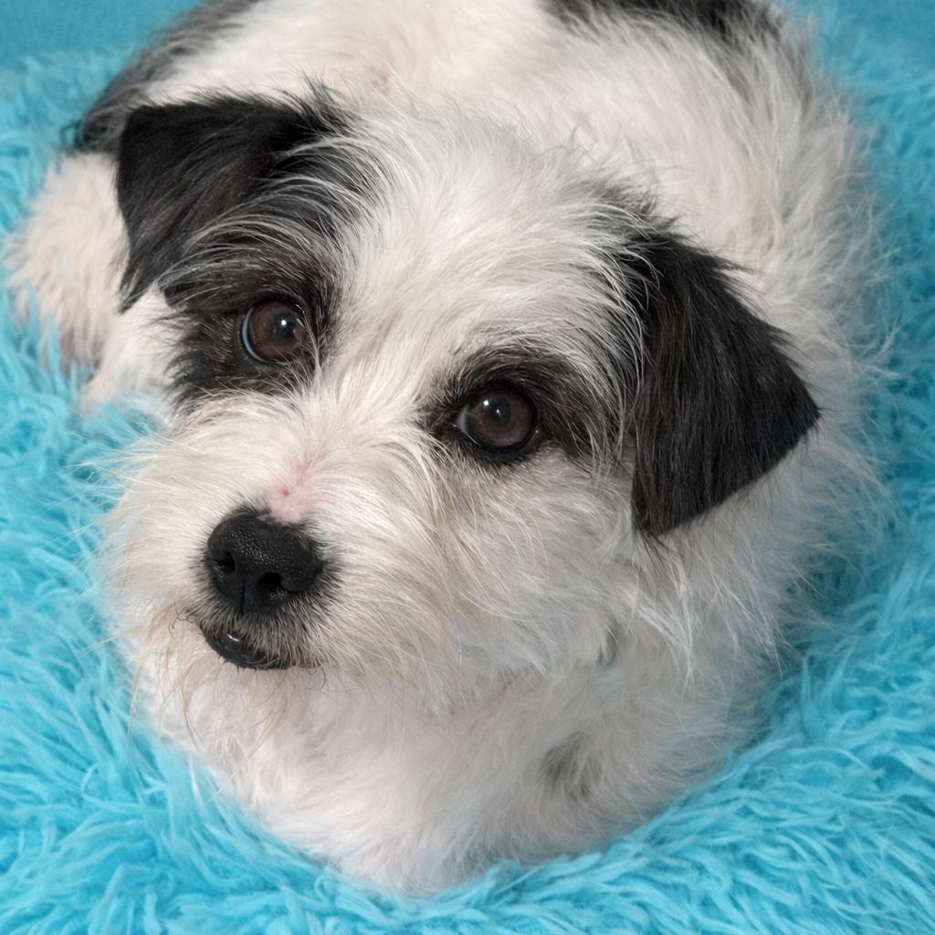 Icelyn ā An āpound